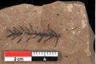 Foto (Detailansicht) von Glyptostrobus ungeri Heer (NHMW-GEO-2024-0188-0187)